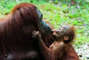 Sarawak: Malaysia, Malaysian Borneo, Sarawak, Semenggoh