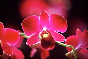 Molinari: Malaysia, Orchid
