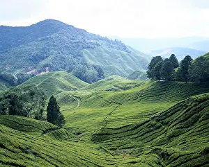 Cameron: Malaysia, West Malaysia, Cameron Highlands
