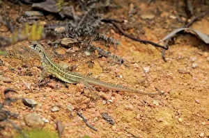 Malay: Malaysian Butterfly lizard