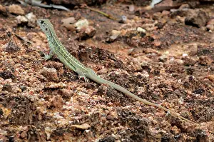 Malay: Malaysian Butterfly lizard