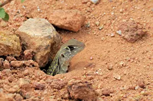 Malay: Malaysian Butterfly lizard