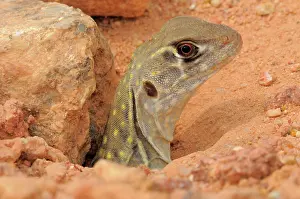 Malay: Malaysian Butterfly lizard