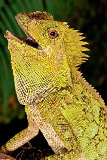 Gonocephalus: Malaysian Crested Dragon Lizard, Goniocephalus