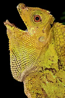 Gonocephalus: Malaysian Crested Dragon Lizard, Goniocephalus