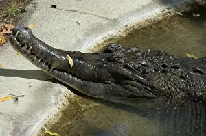 Gharial: Malaysian Gharial