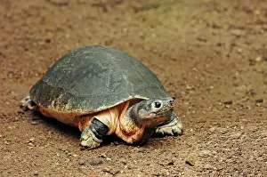 Found: Malaysian giant turtle (Orlitia borneensis), found