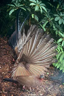 Argusianus: Malaysian Great Argus - male displaying to female