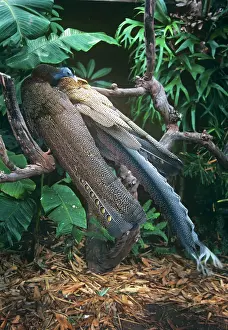 Argusianus: Malaysian Great Argus Pheasant - male