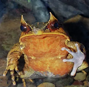 Megophrys: Malaysian Horned Frog