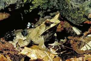Megophrys: Malaysian horned frog