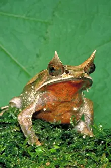 Megophrys: Malaysian horned frog