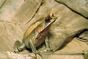 Megophrys: Malaysian horned frog