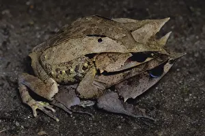 Malayan: Malaysian Horned Frogs
