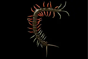 Antennata: Malaysian jewel centipede (Scolopendra sp), on b