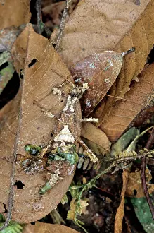 Negara: Malaysian Jungle Nymph
