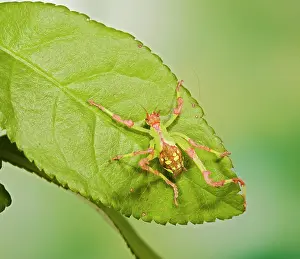 Katydids: Malaysian Katydid