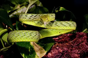 Malaysian: Malaysian Long Nose Vine Snake, Ahaetulla