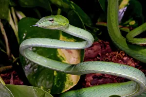 Malaysian: Malaysian Long Nose Vine Snake, Ahaetulla