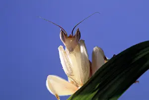 Coronatus: Malaysian Orchid Mantis