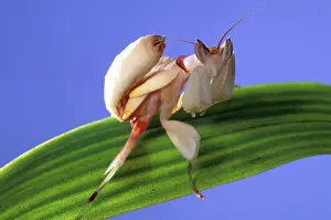 Coronatus: Malaysian Orchid Mantis