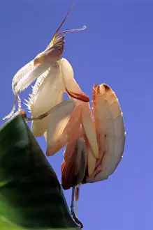 Coronatus: Malaysian Orchid Mantis