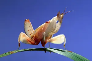 Coronatus: Malaysian Orchid Mantis