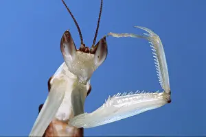 Salute: Malaysian Orchid Mantis - close-up of head