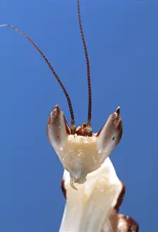 Salute: Malaysian Orchid Mantis - close-up of head