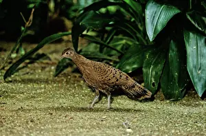 Polyplectron: Malaysian Peacock Pheasant