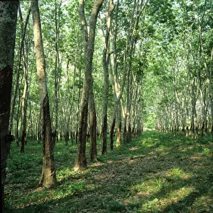 Scarred: Malaysian Rubber Plantation