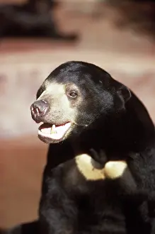 Malayanus: Malaysian Sun Bear