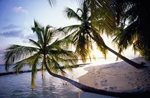 Maldive: Maldive Island - Beach and palms