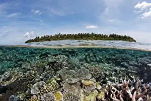 Destinations: A Maldive island covered in palm trees and a coral