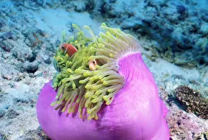 Anemonefish: Maldives. Anemonefish (Amphiprion nigripes)