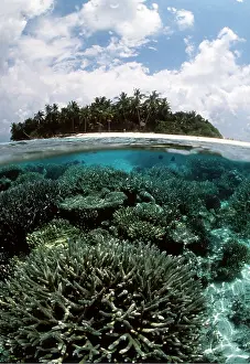 Level: MALDIVES - Ihuru Island & coral reef in split-level view