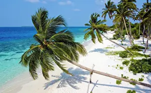 Palms: Maldives island Filaidhoo, beach, lagoon, palms