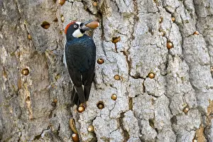 Acorn: Male Acorn Woodpecker (Melanerpes formicivorus)