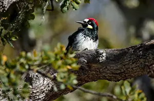 Pinnacles: Male Acorn Woodpecker (Melanerpes formicivorus)