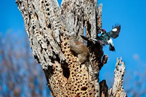 Pinnacles: Male Acorn Woodpecker (Melanerpes formicivorus)