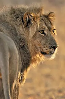 Kgalagadi: Male African lion (Panthera leo) resting in the