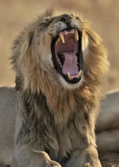 Attack: Male African lion (Panthera leo) yawning in the