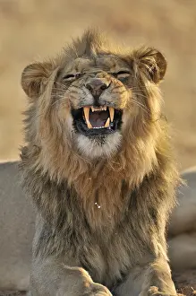 Attack: Male African lion (Panthera leo) yawning in the