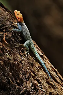 Agama: Male Agama Lizard, Samburu National Game