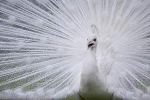 Islets: Male albino peacock display Isola Bella Lake Maggiore Italy