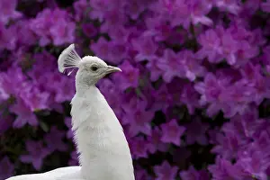 Islets: Male albino peacock Isola Bella Lake Maggiore Italy