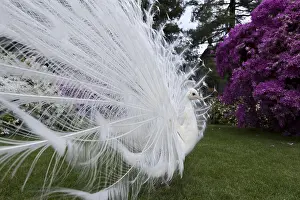 Islets: Male albino peacock Isola Bella Lake Maggiore Italy