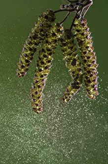 Pollinating: Male Alder, Alnus glutinosa, catkins shedding po