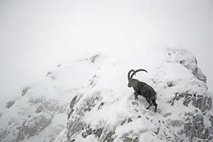 Chill: Male Alpine ibex (Capra ibex) in the snow, Alps