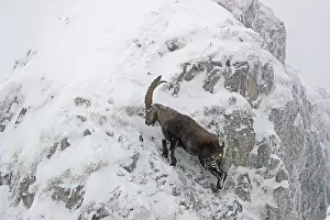 Chill: Male Alpine ibex (Capra ibex) in the snow, Alps